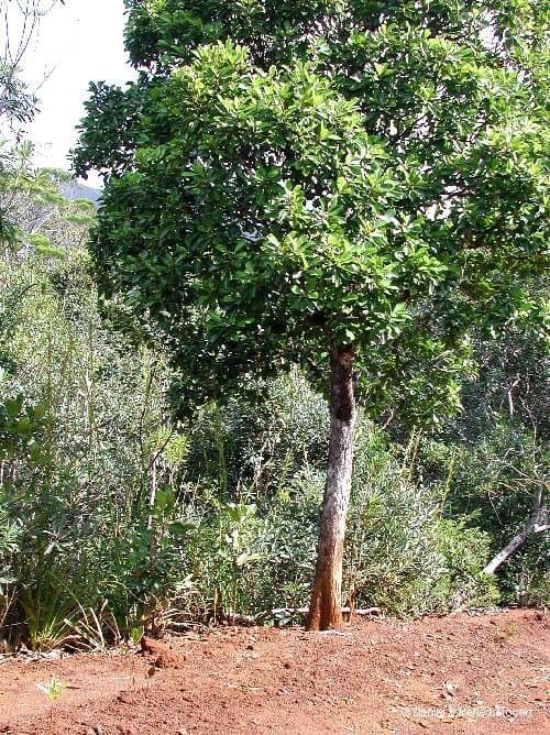 Austrobuxus 3