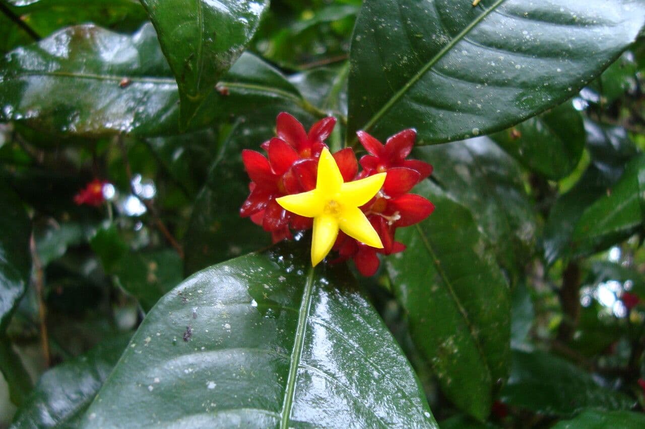 Psychotria 5