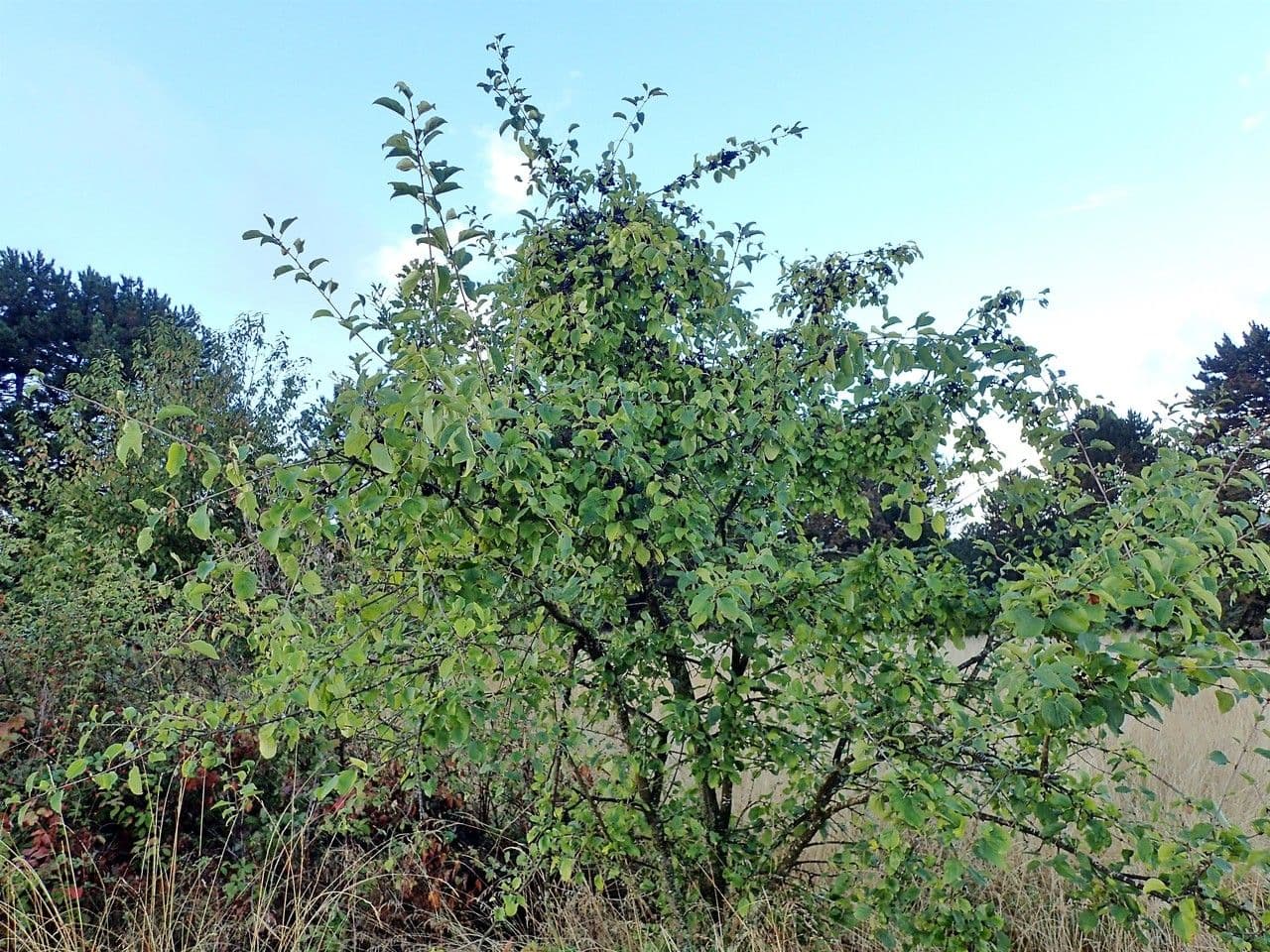 Espino cerval 15