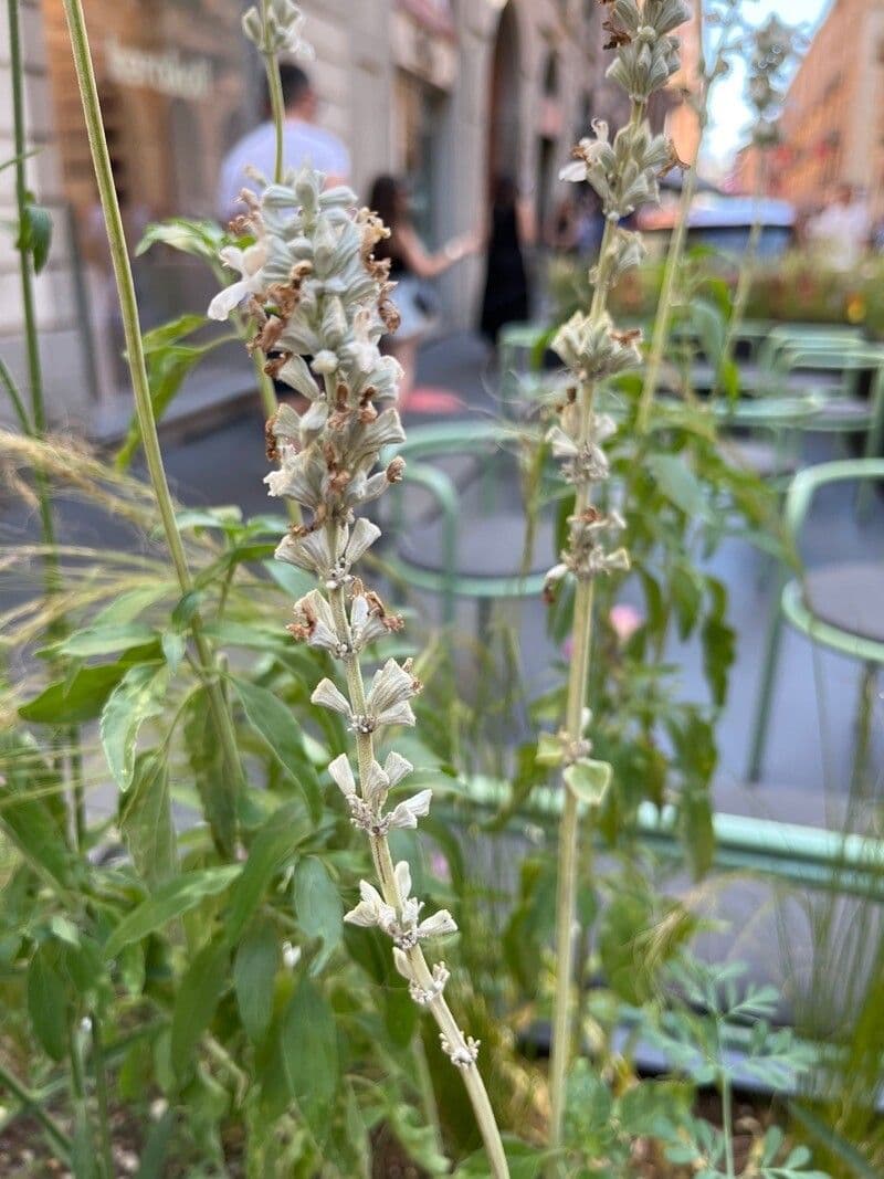 Mealy Sage 3
