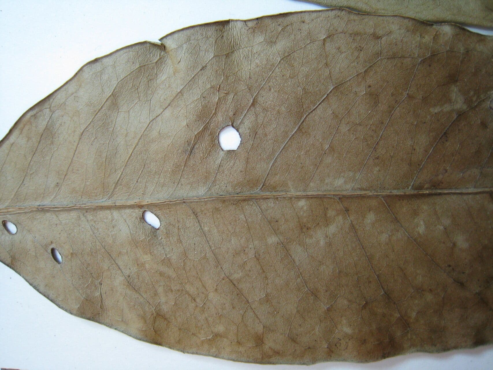Tontelea attenuata 5