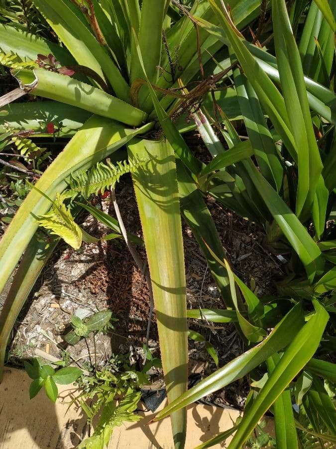 Aloe 16