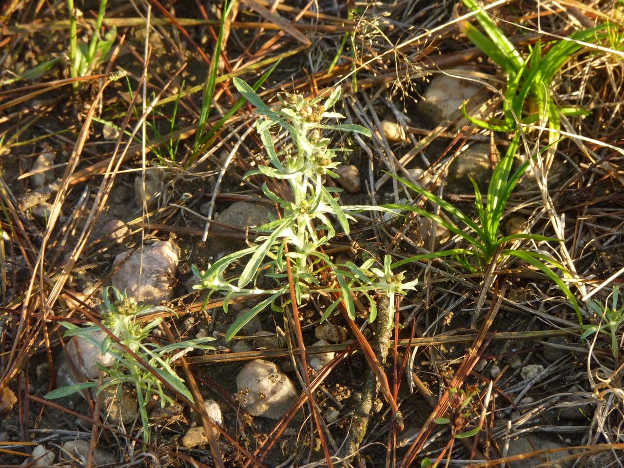 Gnaphalium 13