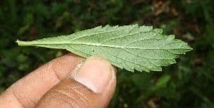 Verbena litorale 12