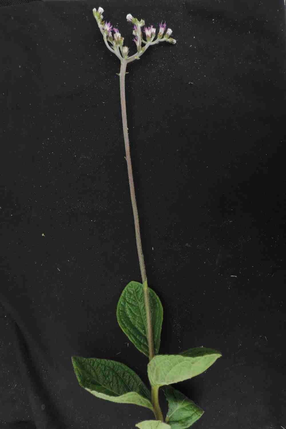 Chrysolaena 6