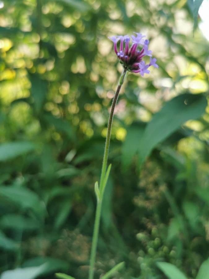 Verbena di Buenos Aires 28