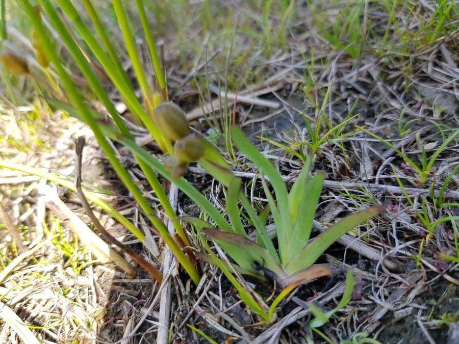 Serapias parviflora 16