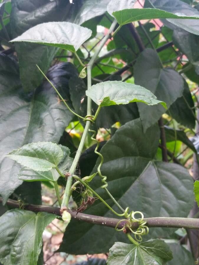 Cissus 12