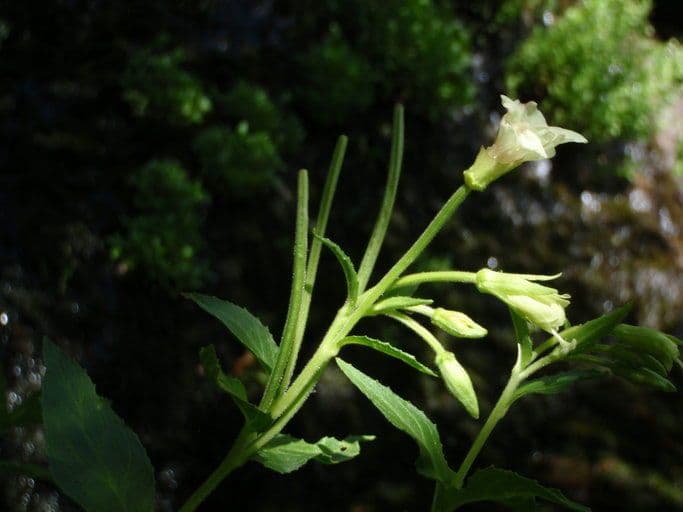 Epilobio giallo 2