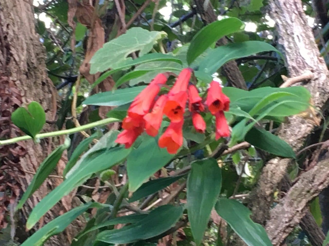 Bomarea 9