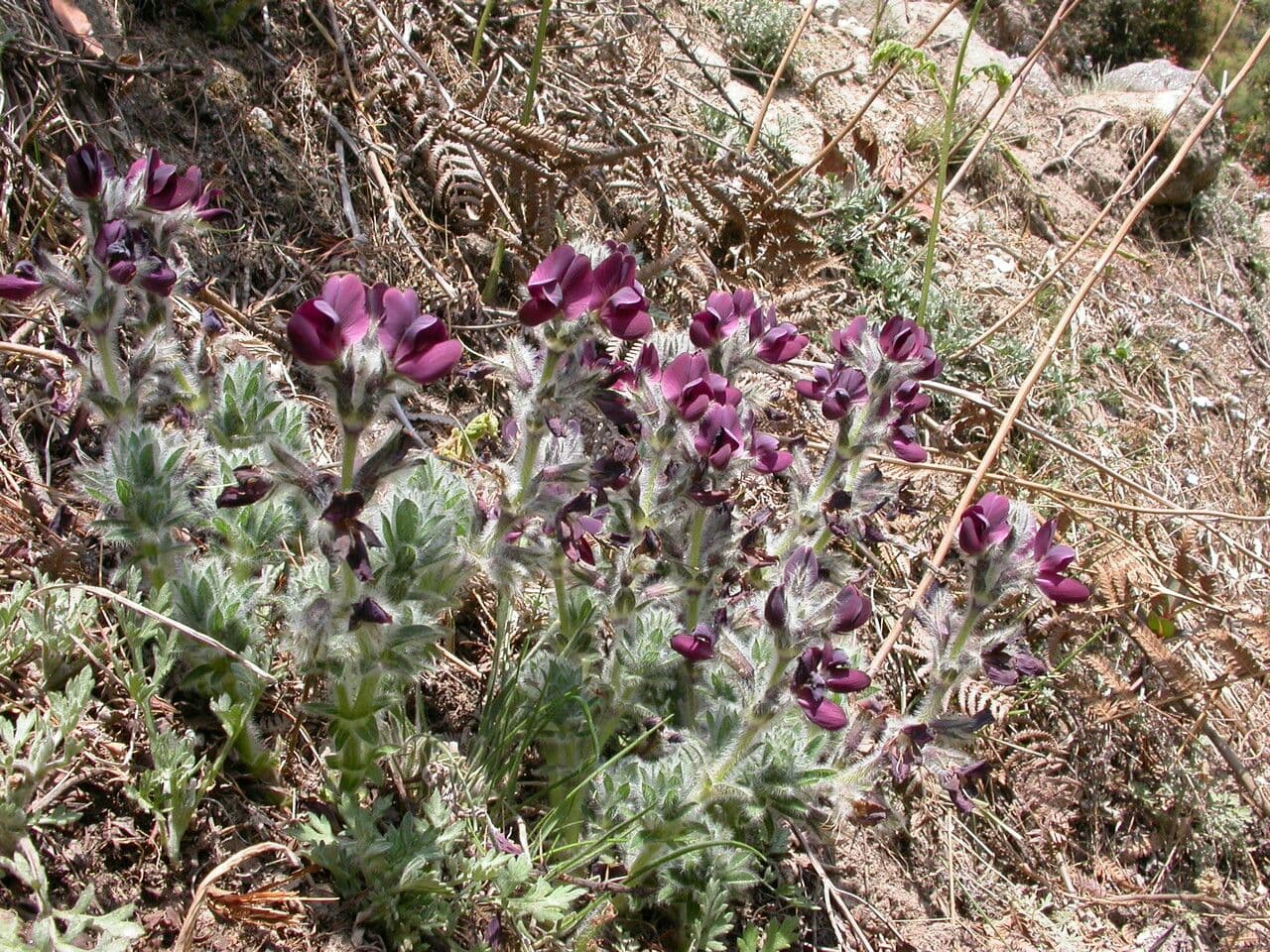 Thermopsis 3