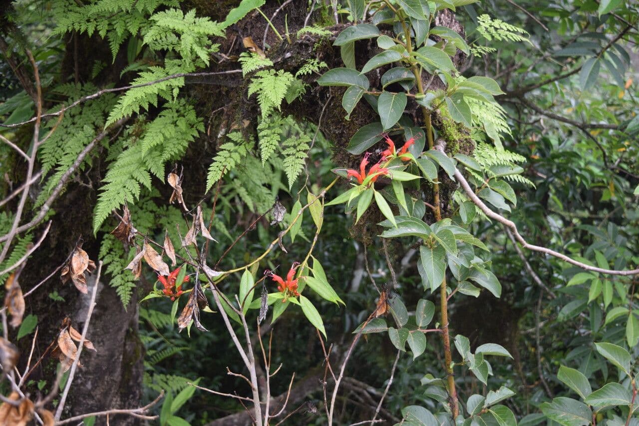 Aeschynanthus 9