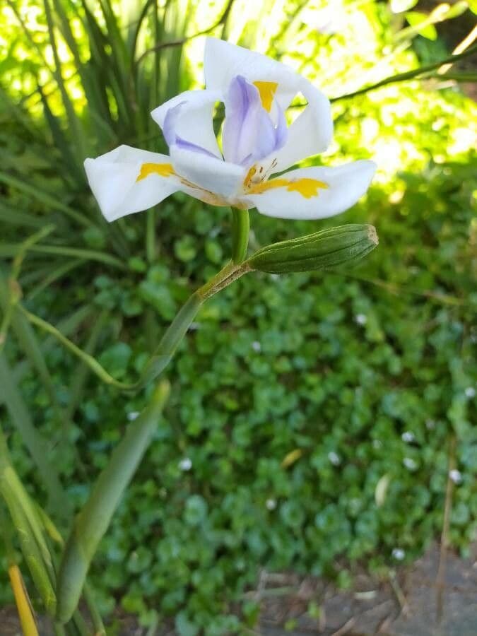 Iris selvatico a fiore grande 18