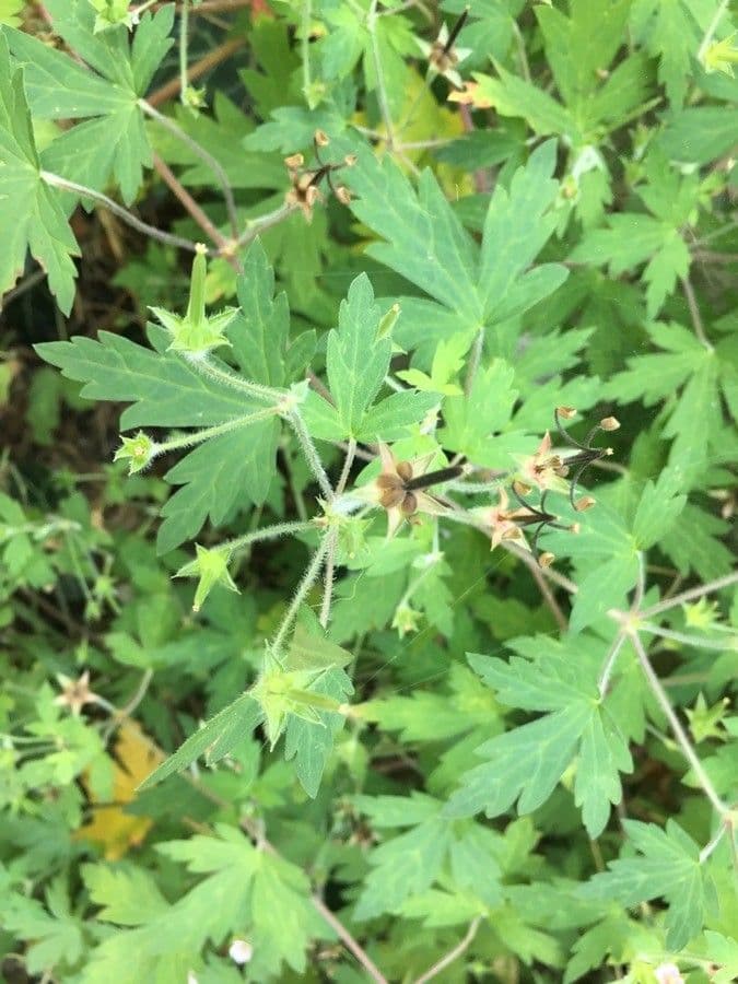 Geranium sibiricum