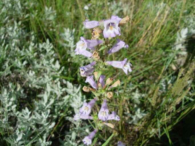 Penstemon gracile 7