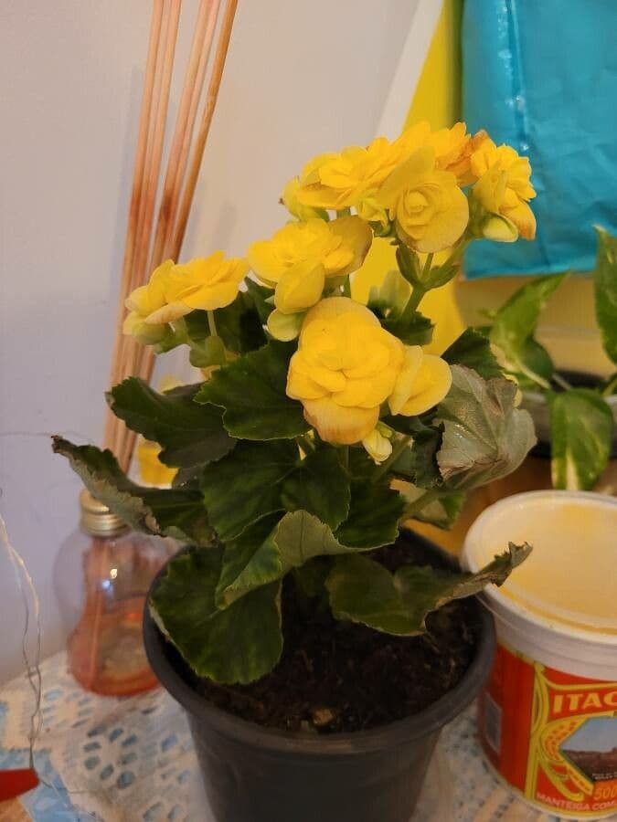 Begonia cucullata 27