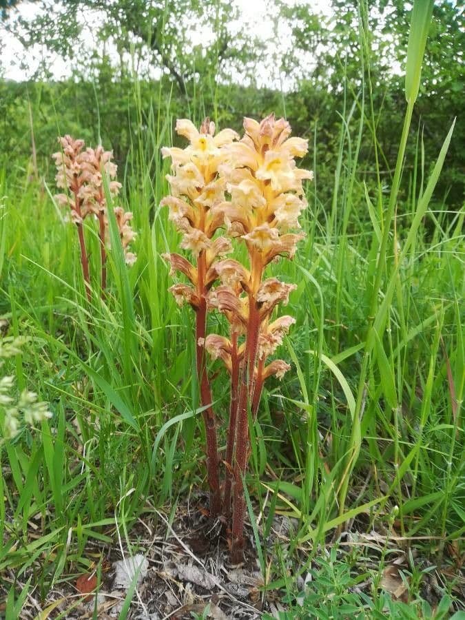 Orobanche gialla 7