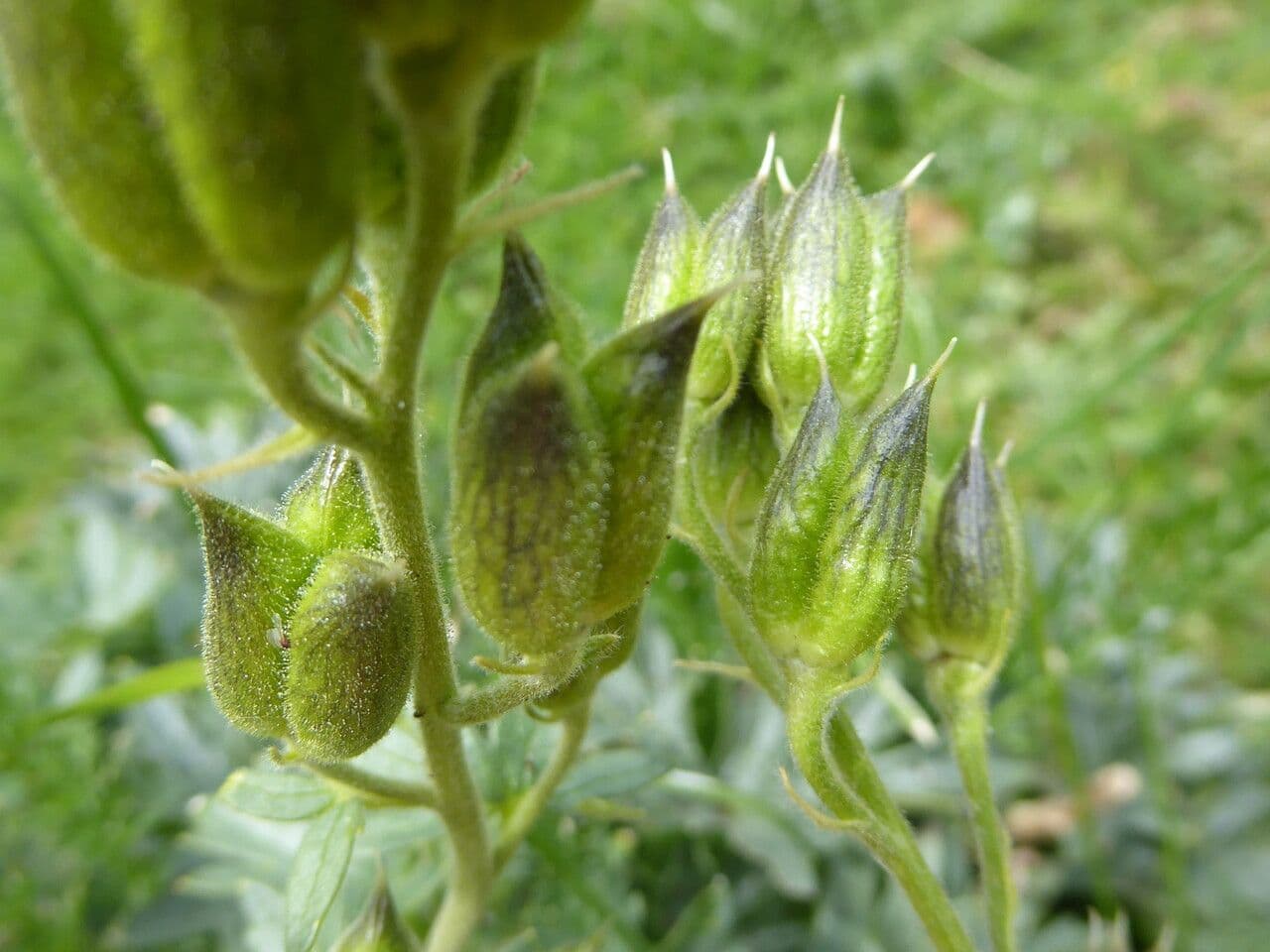 Delphinium 2