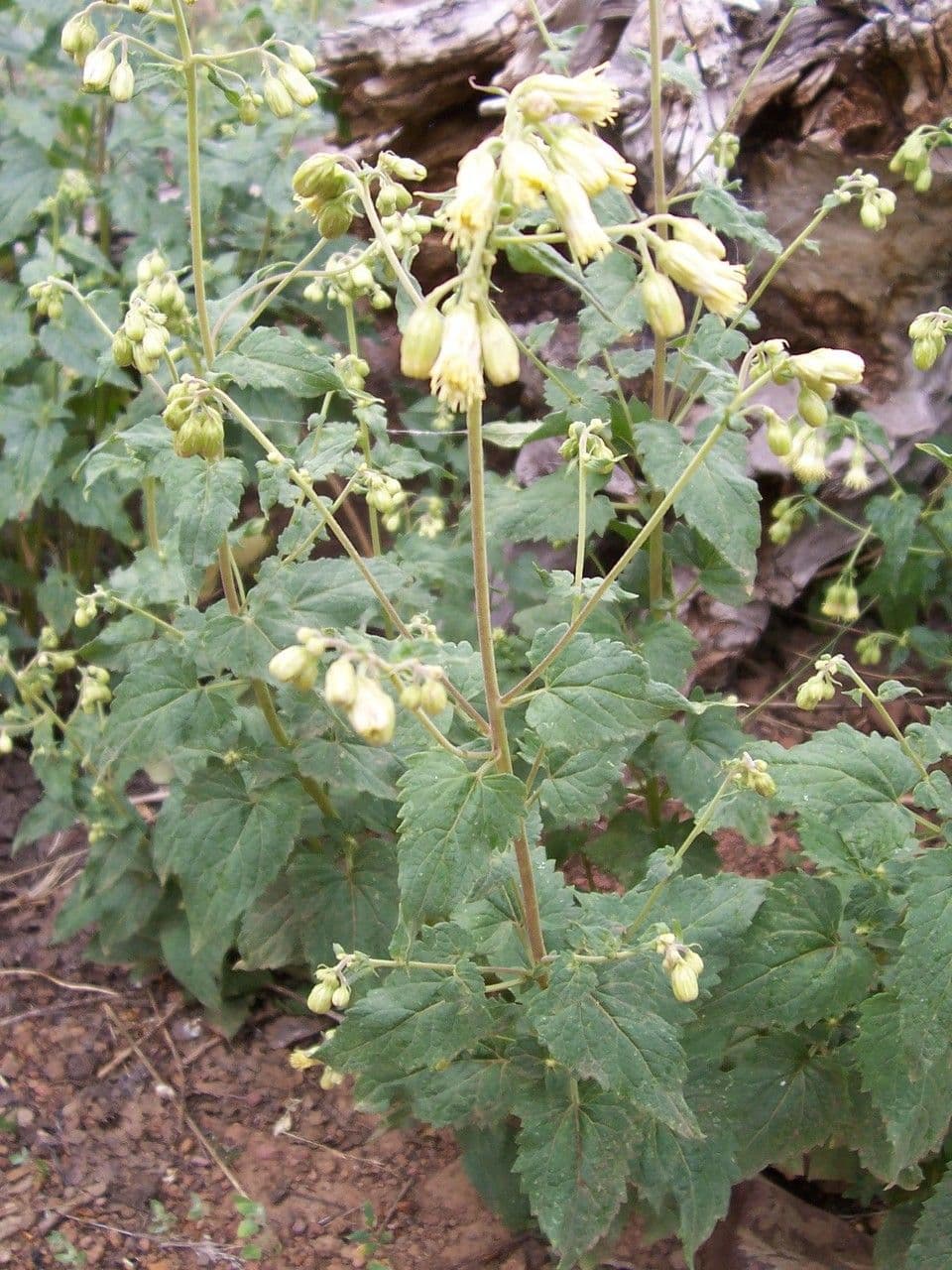 Brickellia grandiflora 5