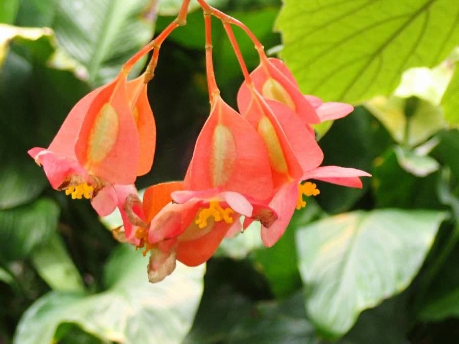 Begonia 2