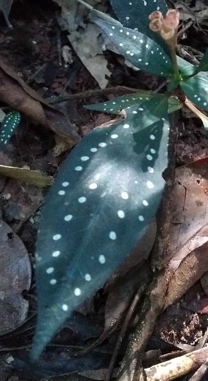 Blastus cochinchinensis 2