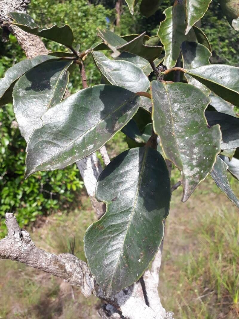 Ternstroemia 6
