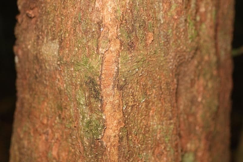 Protium tenuifolium 8