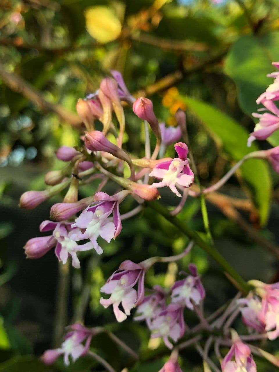 Epidendrum z Atacazo 2