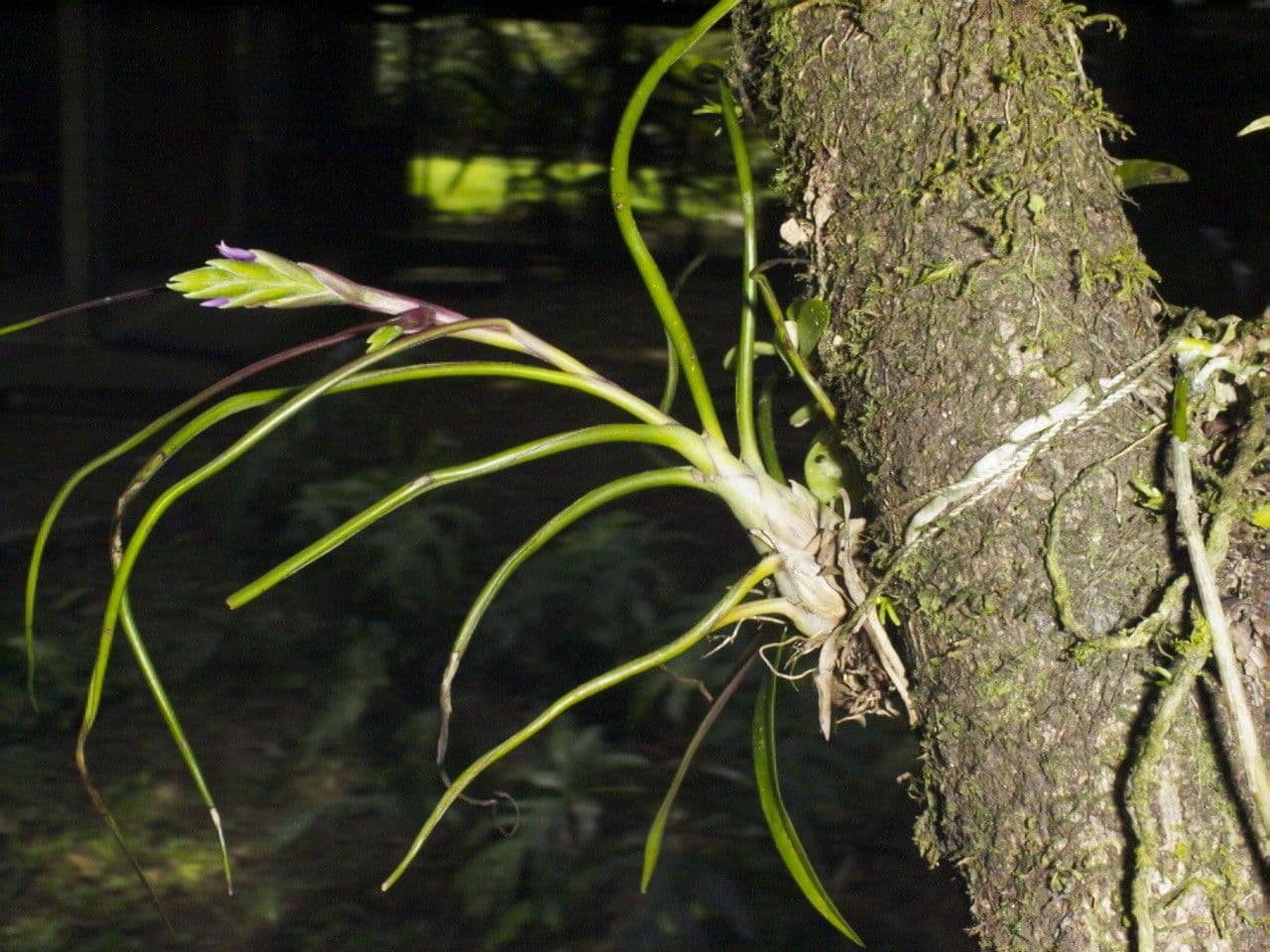 Tillandsia bulbosa 23