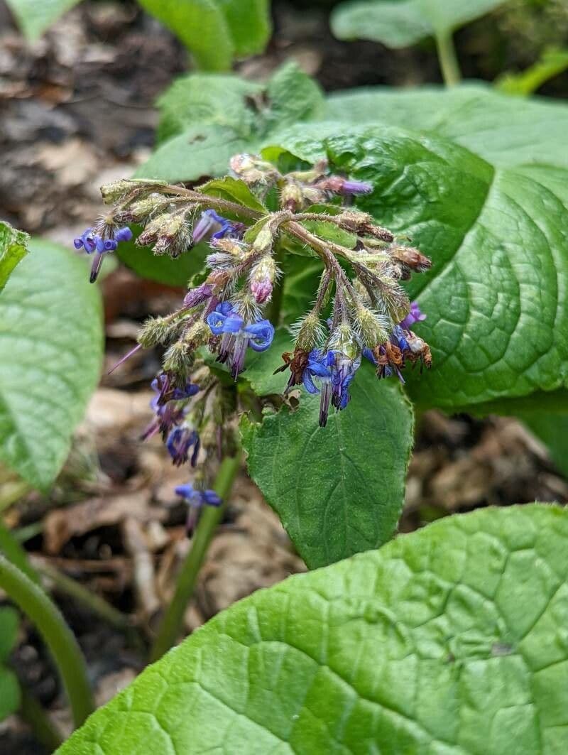 Trachystemon d'Orient 3