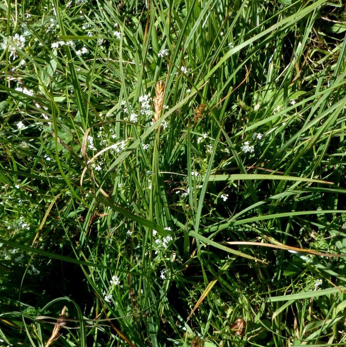 Lisca compressa 13
