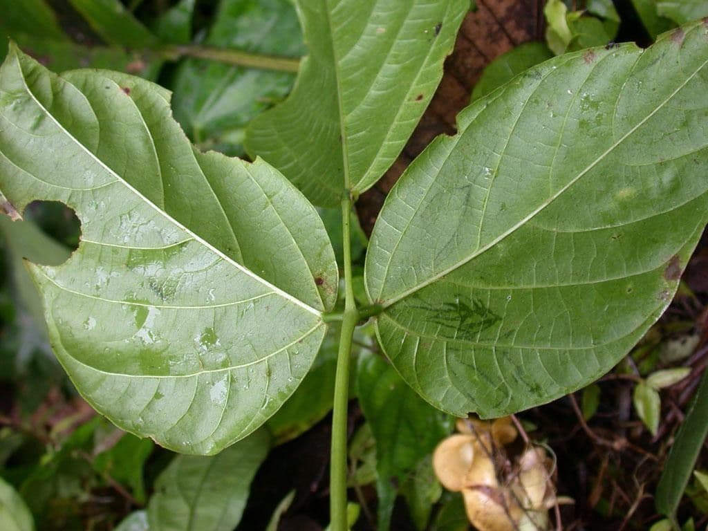 Cochliasanthus 14