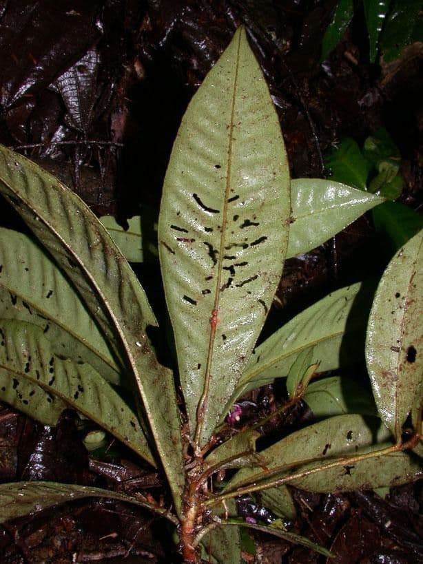 Hymenandra 10