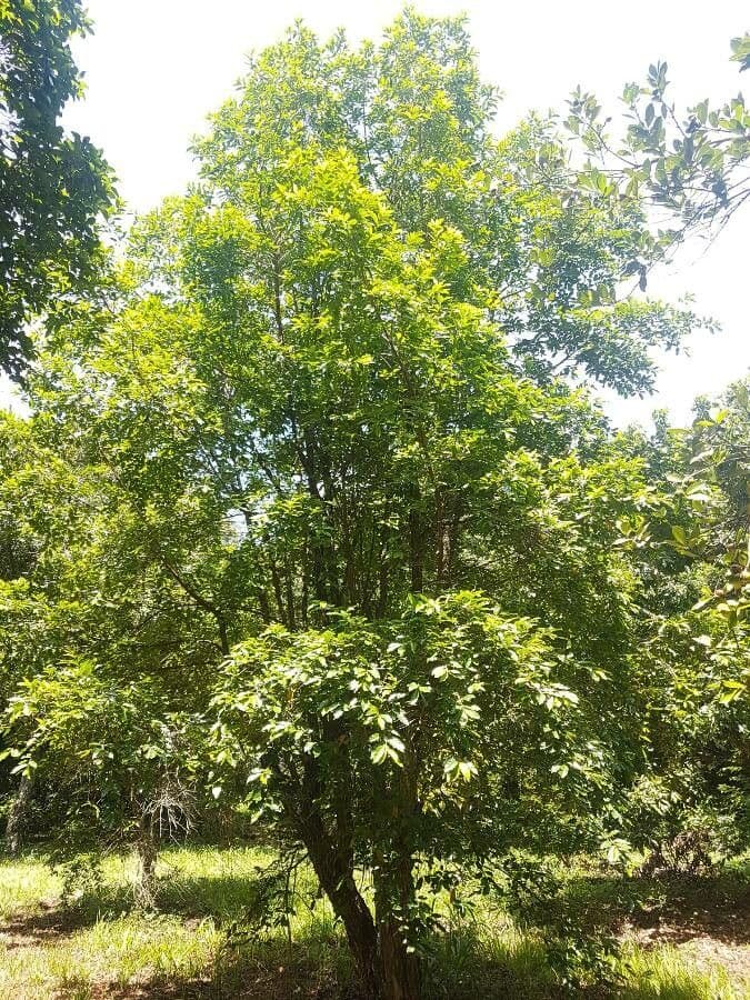 Campomanesia 3