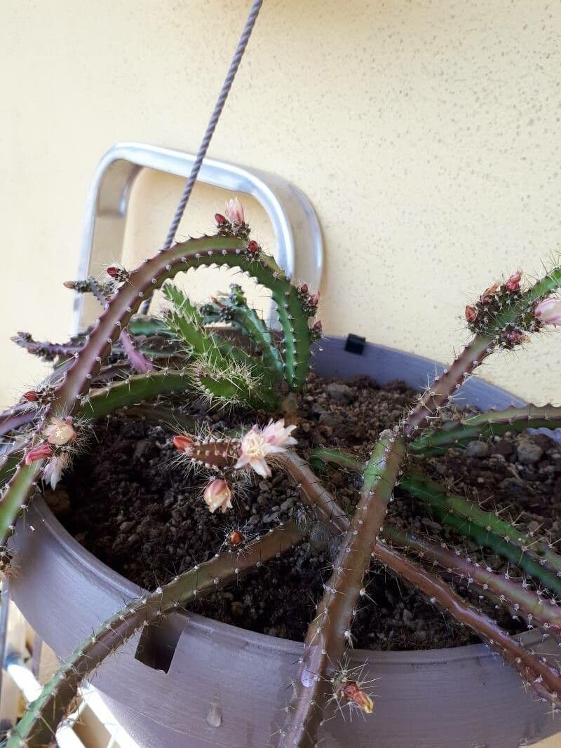 Pfeiffera 6