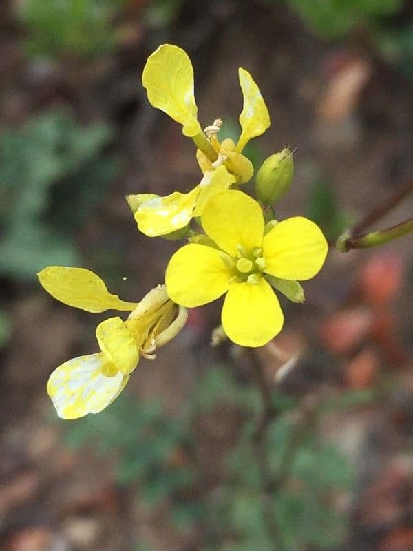 Diplotaxis à feuilles étroites 8