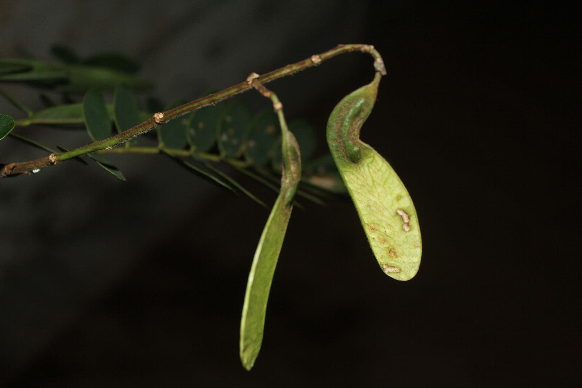 Machaerium biovulatum 2