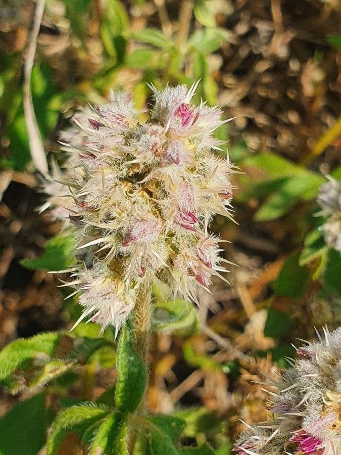 Cyathula 5
