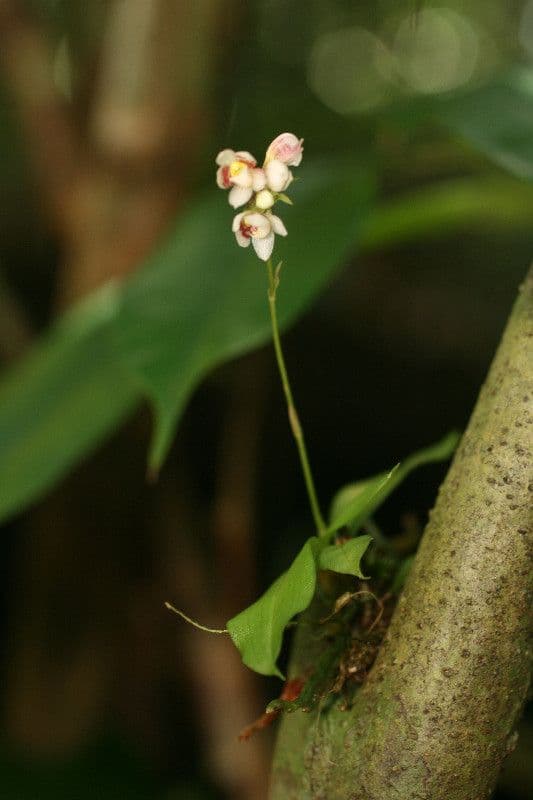 Cheiradenia 6