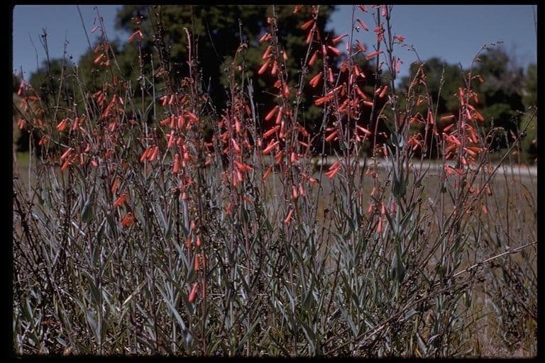 Penstemon centranthifolius 10
