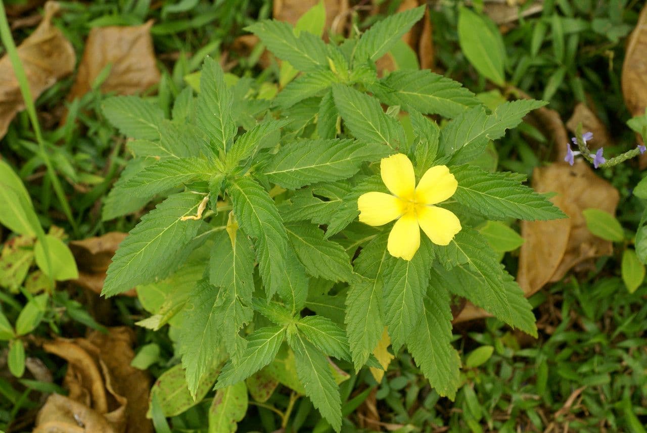 Turnère à feuilles d'orme 11