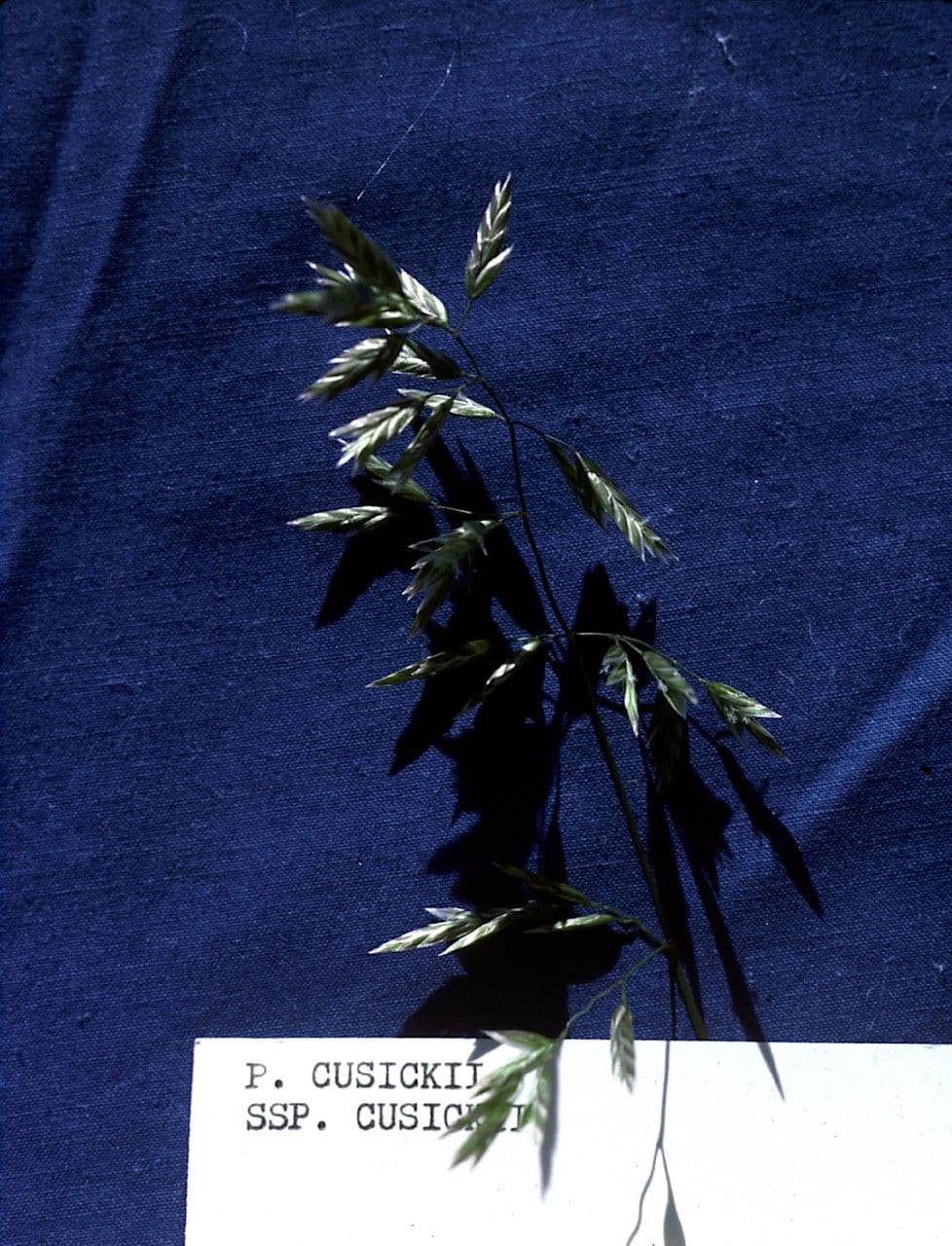 Fienarola di Cusick 2