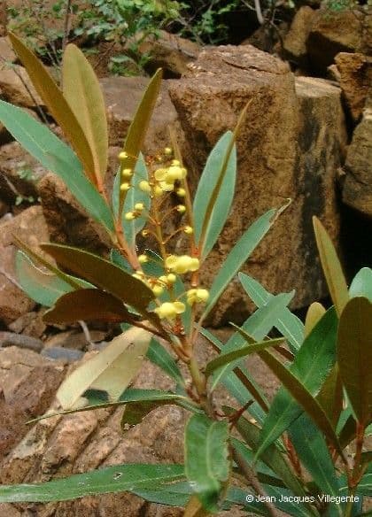 Acridocarpus 7