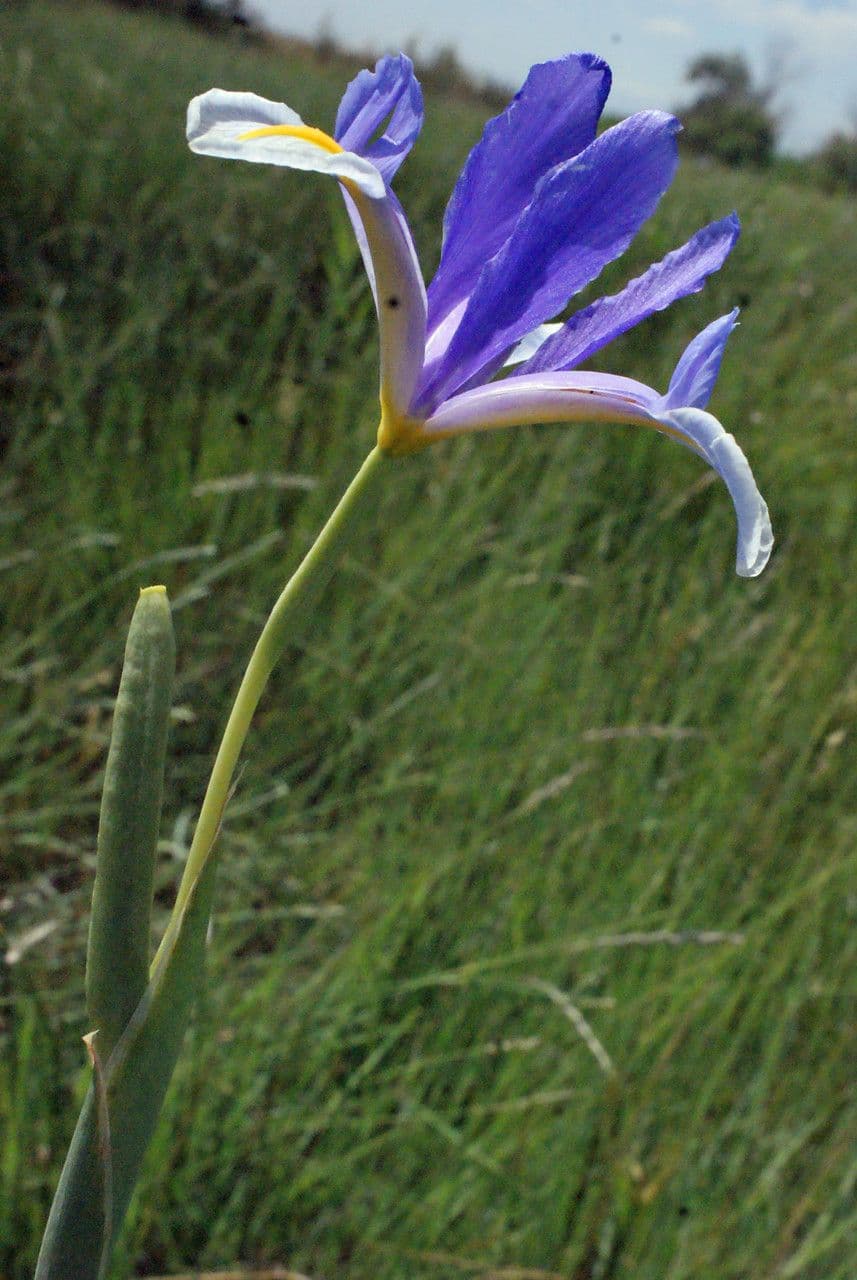 Iris xiphium 3