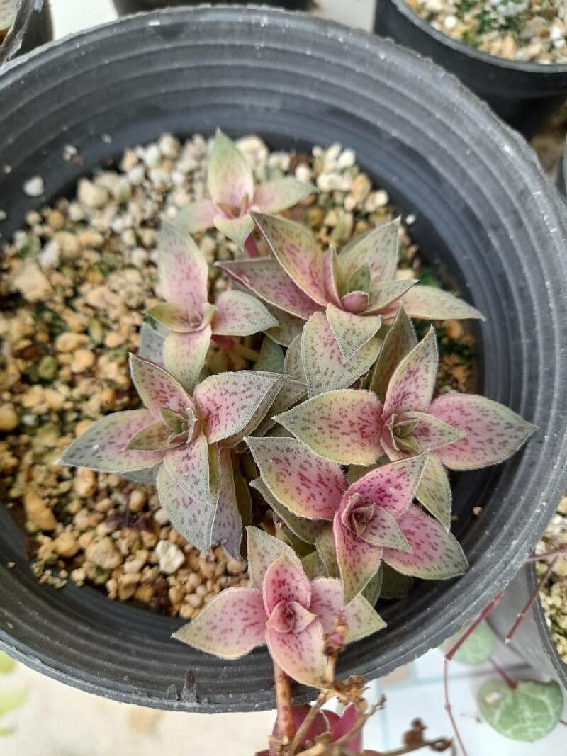 Crassula 12