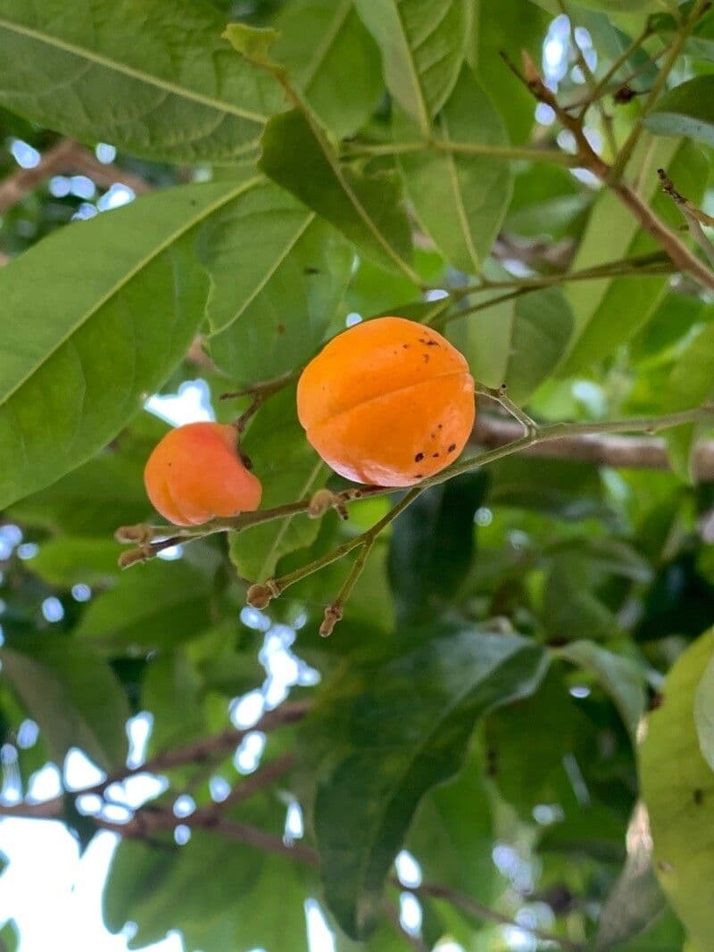 Harpullia pendula 3
