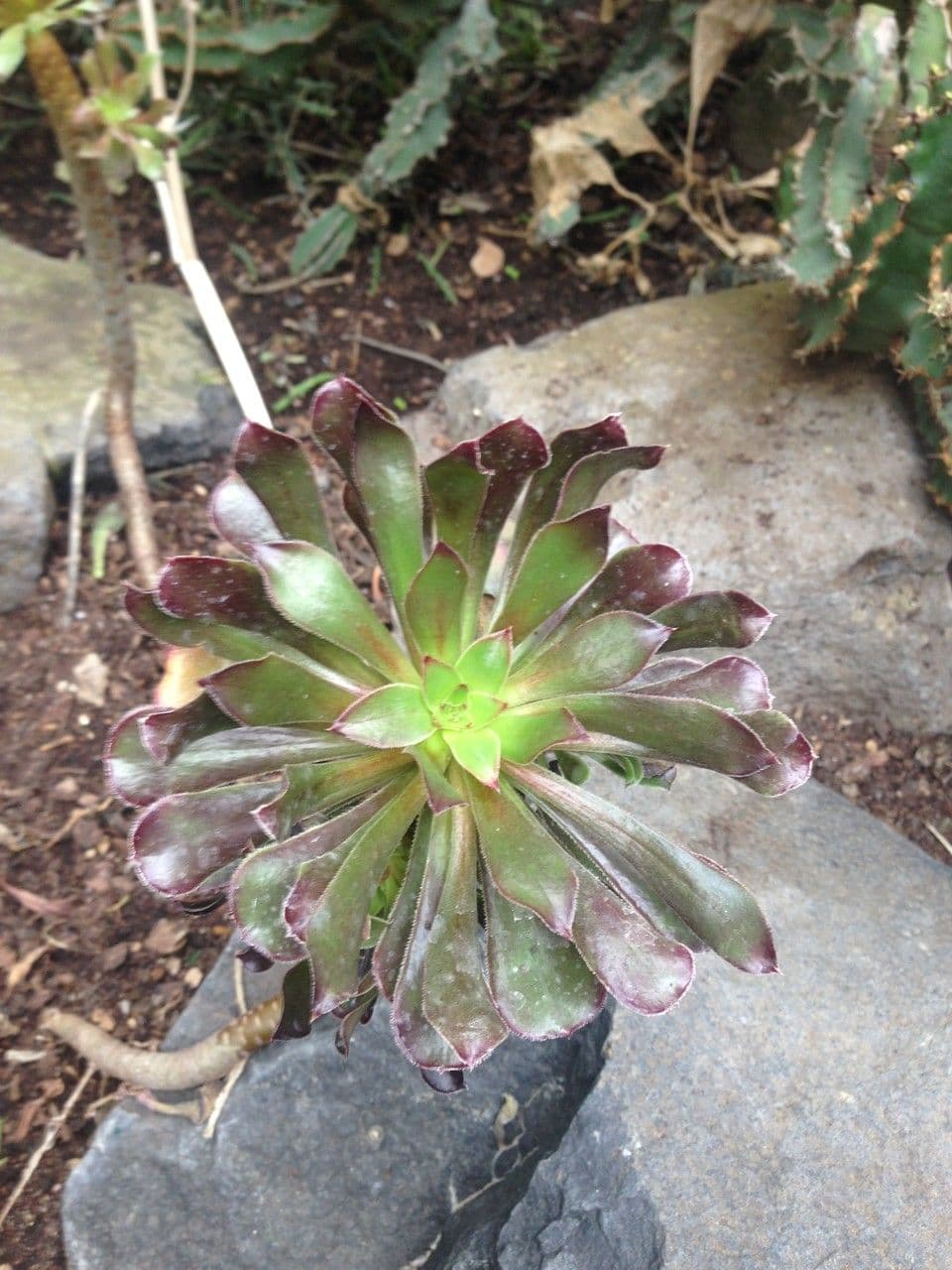 Aeonium 14