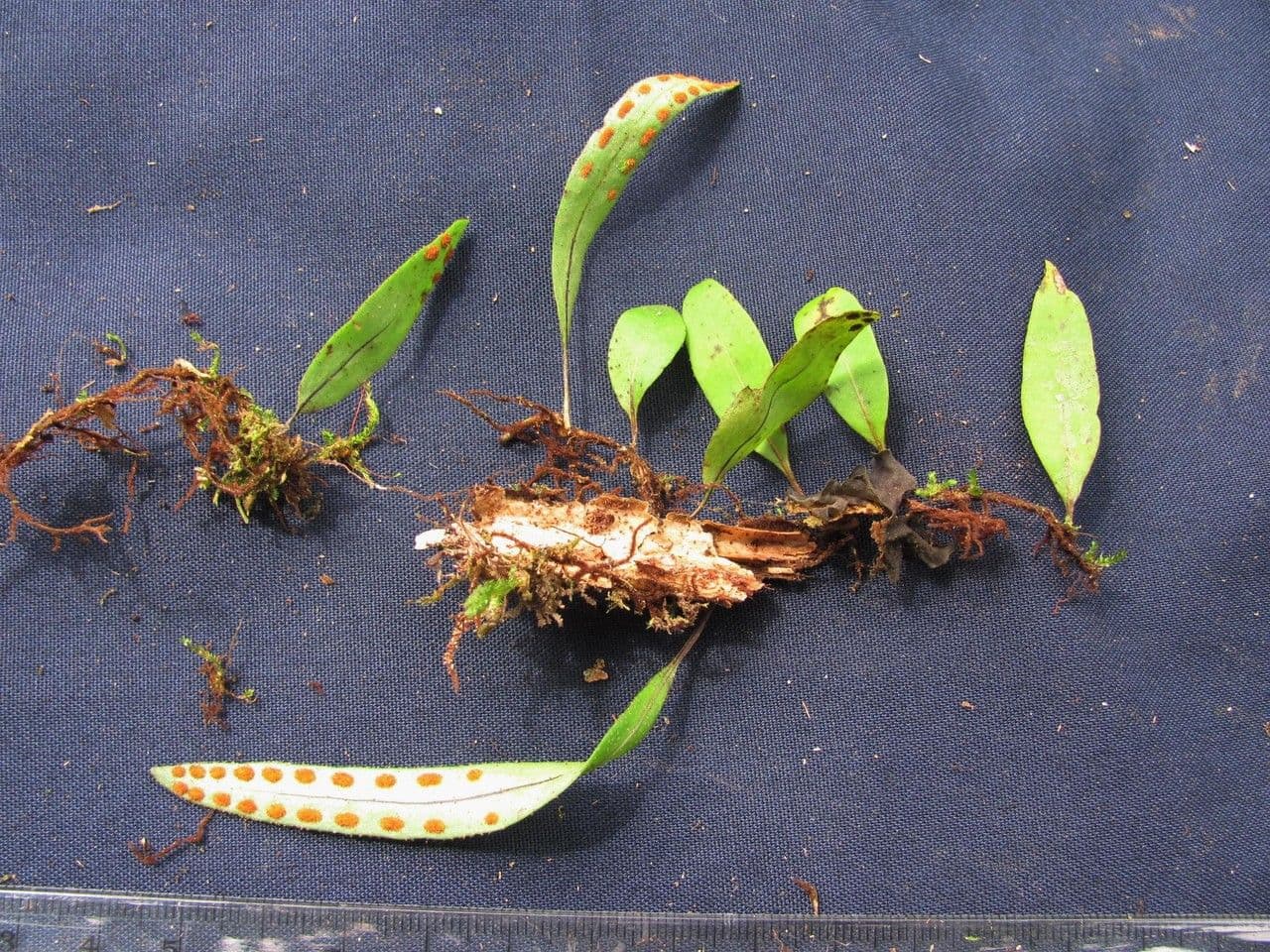 Felce squamostellata 2