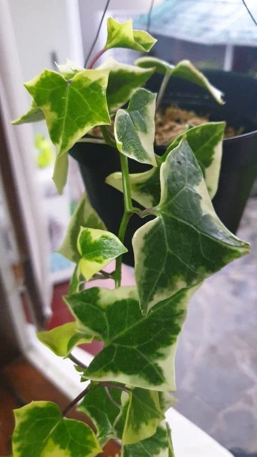 Senecio 10