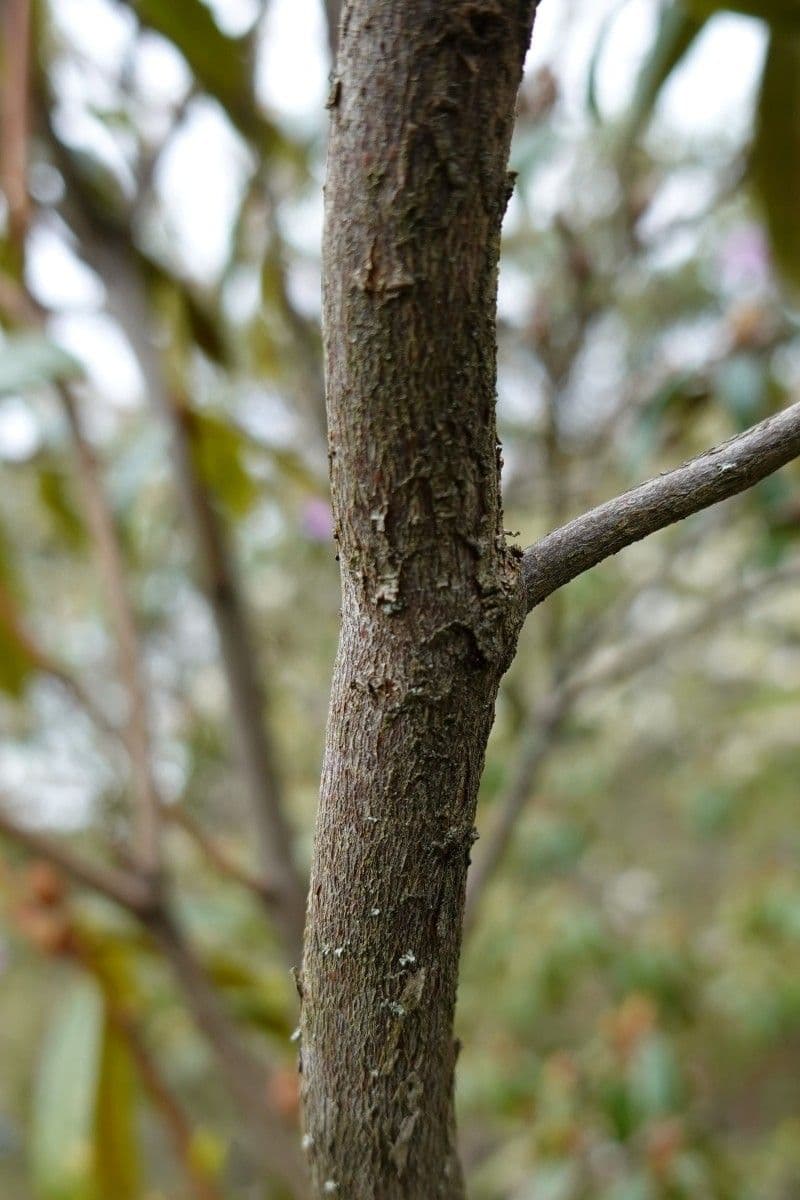 Rododendro 12